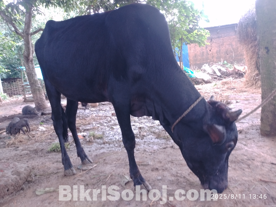 দেশী গরু বিক্রি হবে